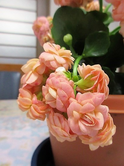 b0182884_22442389.jpg