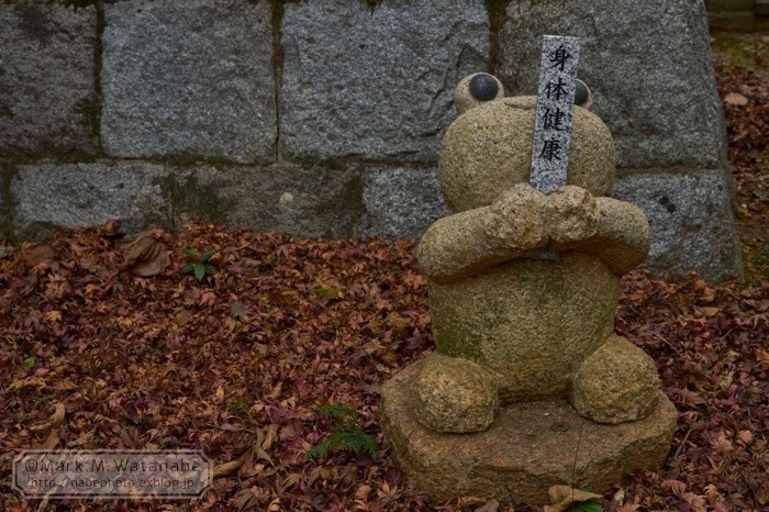 石蛙・Stone frog_e0135098_02123636.jpg