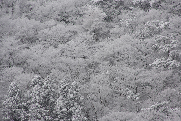 雪の九重へ_f0130601_23122562.jpg