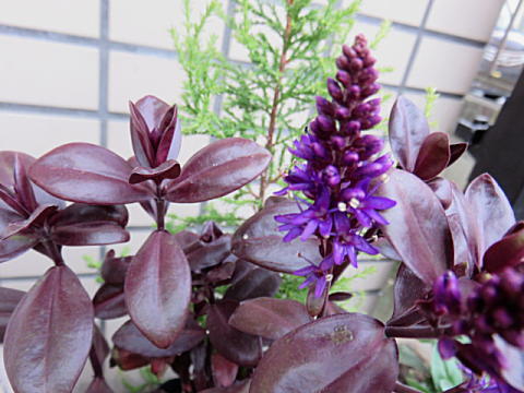 d0046702_08195579.jpg