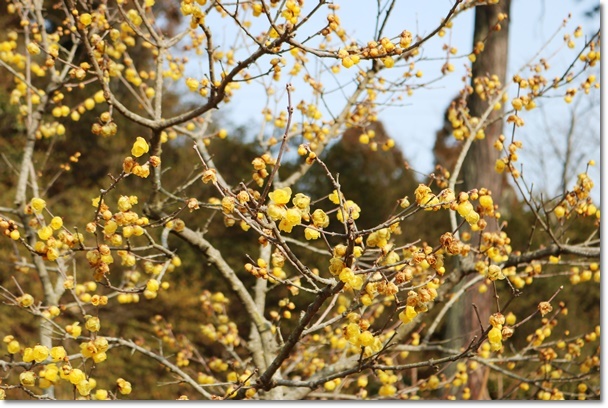 弘法大師縁日　　半田山植物園_c0037204_22493696.jpg