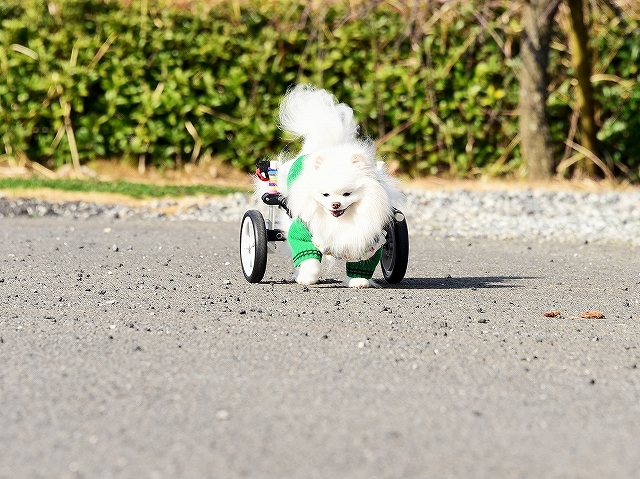 車椅子効果_d0360206_23461708.jpg