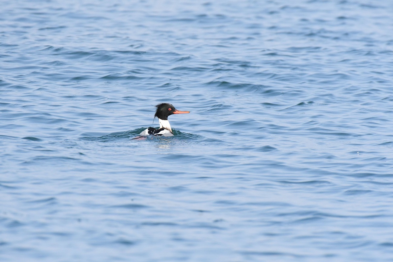 沖のウミアイサ_b0367008_14542300.jpg