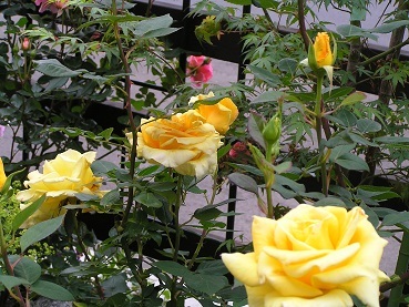 f0325309_20393147.jpg