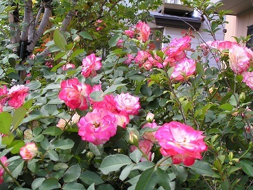 f0325309_20400425.jpg