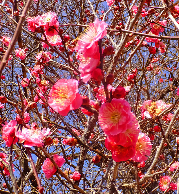 紅梅と風野真知雄　1月21日（日）その2_b0215220_17300076.jpg