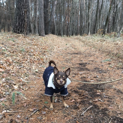 a0291132_10093460.jpeg