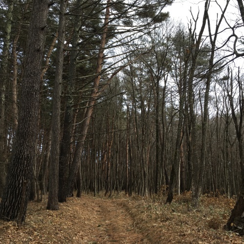 a0291132_10102931.jpeg