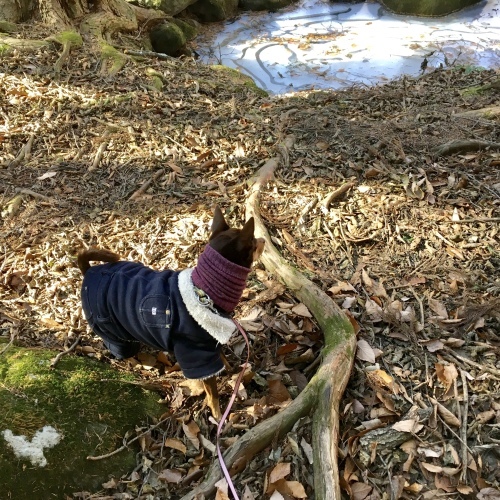 a0291132_11165328.jpeg