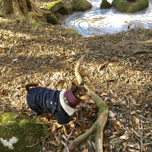 a0291132_11170534.jpeg