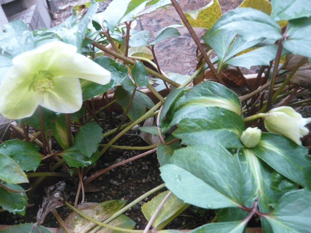 c0365341_20260297.gif