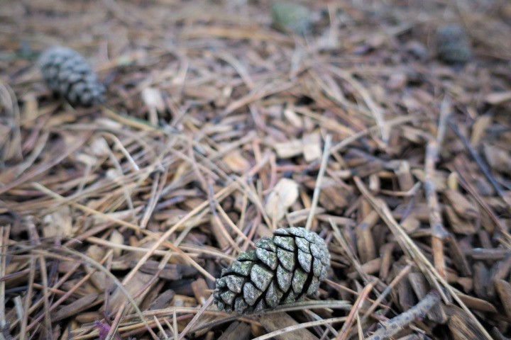 e0300042_22093919.jpg