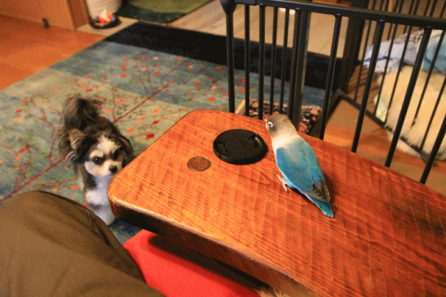 c0145250_11195994.gif