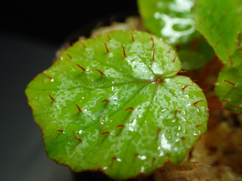 Begonia limprichtii ベゴの葉っぱ
