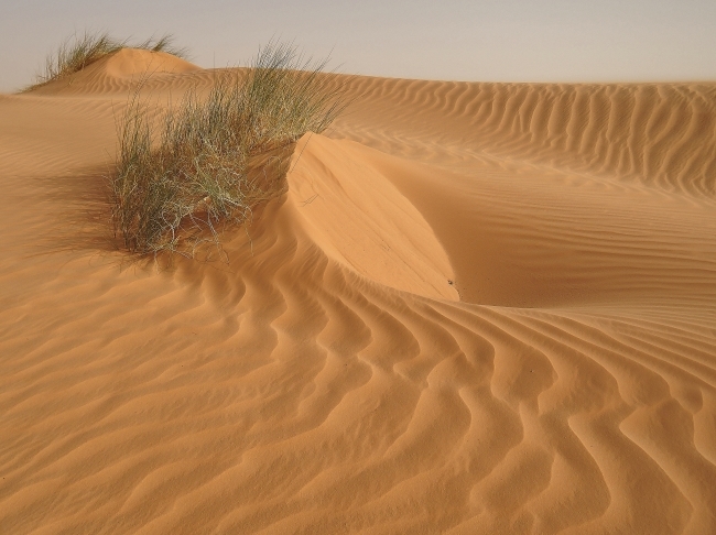 A dune close to Chinguetti｜シンゲッティ近郊の砂丘_b0077368_16462182.jpg