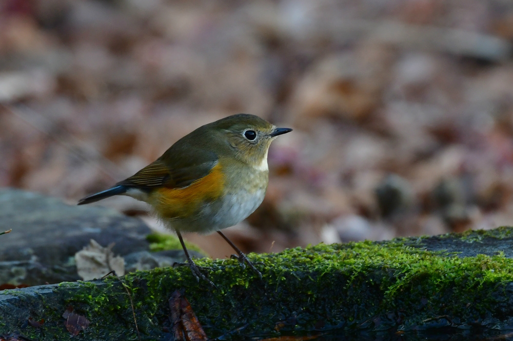 ヒタキの雄 ルリビタキ2 ジョウビタキ1_f0053272_22444357.jpg
