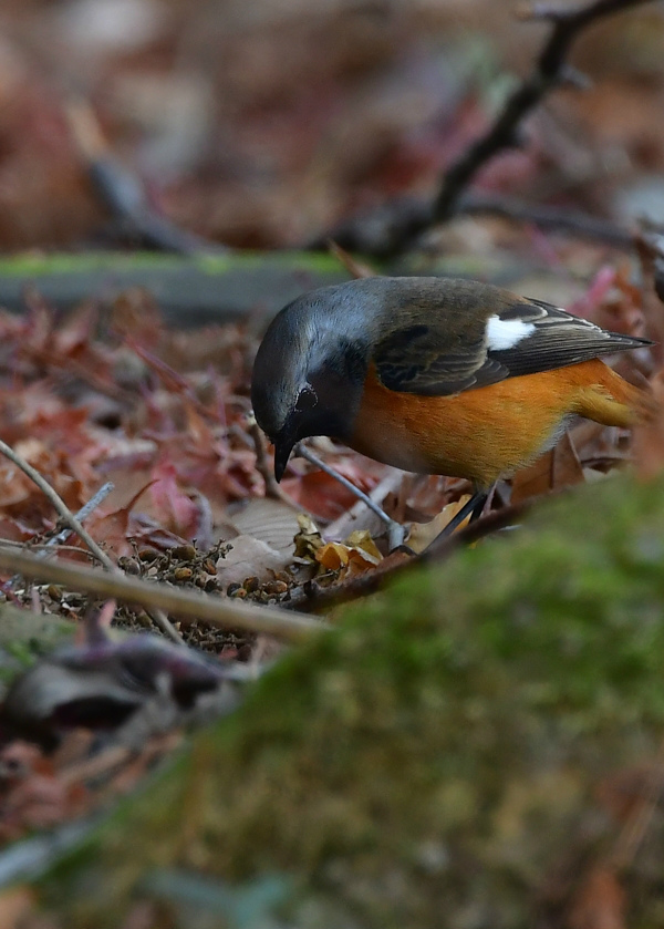 ヒタキの雄 ルリビタキ2 ジョウビタキ1_f0053272_22572717.jpg