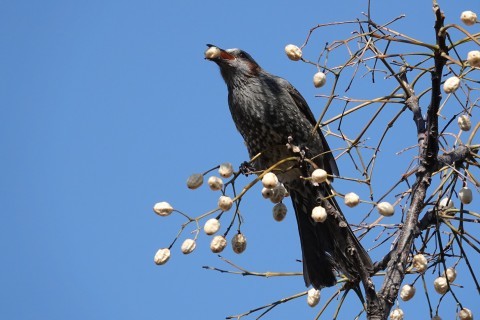 ★先週末の鳥類園(2018.1.20~21)_e0046474_16441136.jpg