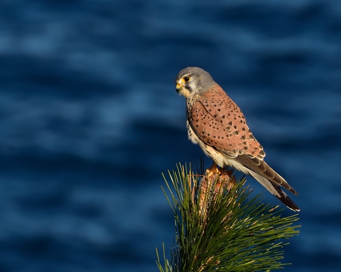 チョウゲンボウ（長元坊）/Common Kestrel_f0365975_00573969.jpg