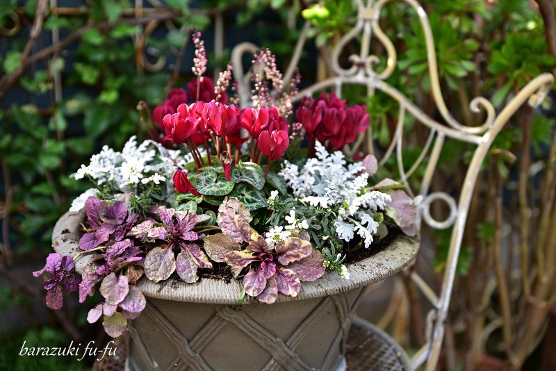 冬の庭を彩る寄せ植え バラ好き夫婦のガーデン日記