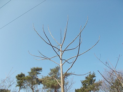 稲積山(香川県観音寺市)_f0308898_14470656.jpg