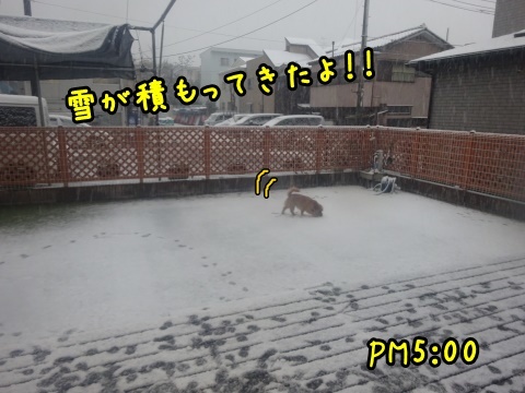 雪やこんこん！犬は喜びラン駆け回る！？_a0338800_18103163.jpg