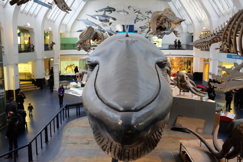 英国自然史博物館 The Natural History Museum Italia Happy Life イタリア ハッピー ライフ Le Ricette Di Rie 英国自然史博物館 The Natural History Museum Italia Happy Life イタリア ハッピー ライフ Le Ricette Di Rie