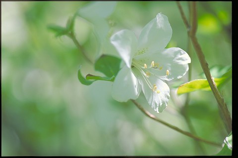 古い写真・花（3）_a0117305_23012766.jpg