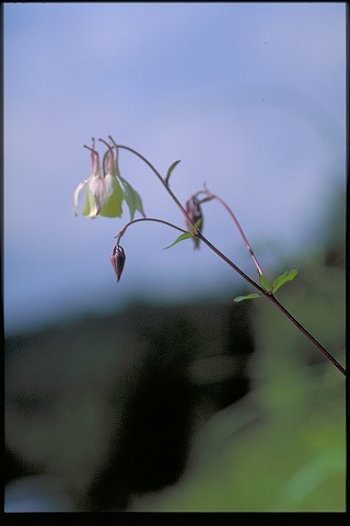 古い写真・花（3）_a0117305_23022443.jpg