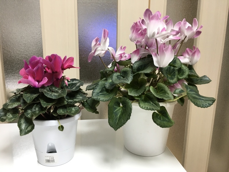 b0379709_21502447.jpeg