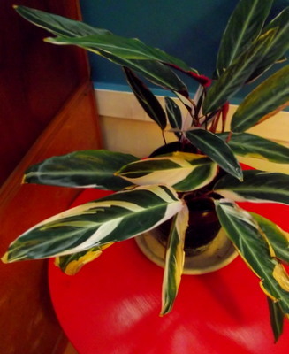 c0100110_12143975.jpg