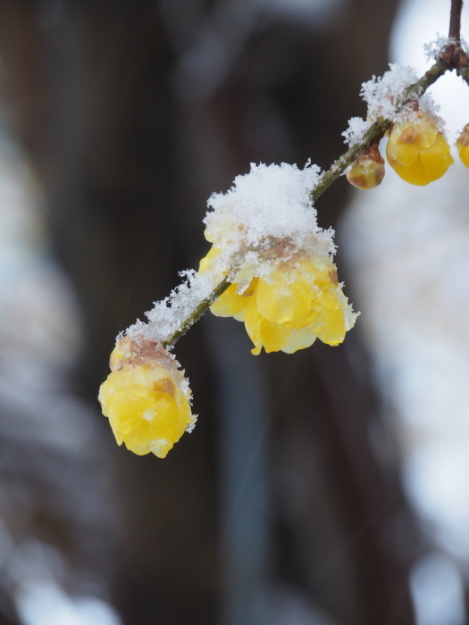 雪の西方寺_c0284923_22542365.jpg