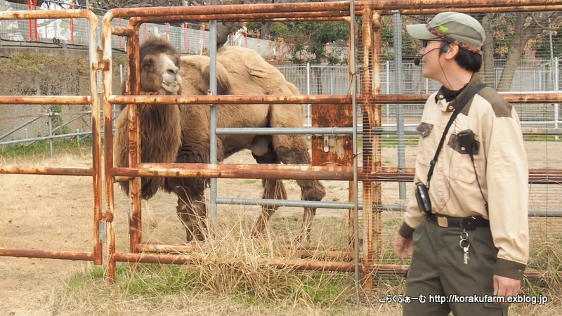 フタコブラクダ ジャックのお宅訪問_c0188824_04221159.jpg