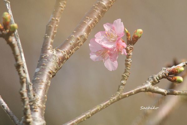 ～佐久間ダム湖親水公園（鋸南町）～_f0373033_11172166.jpg