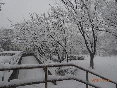 雪の降り始めは午前（1月22日、月）_c0147935_21522895.jpg