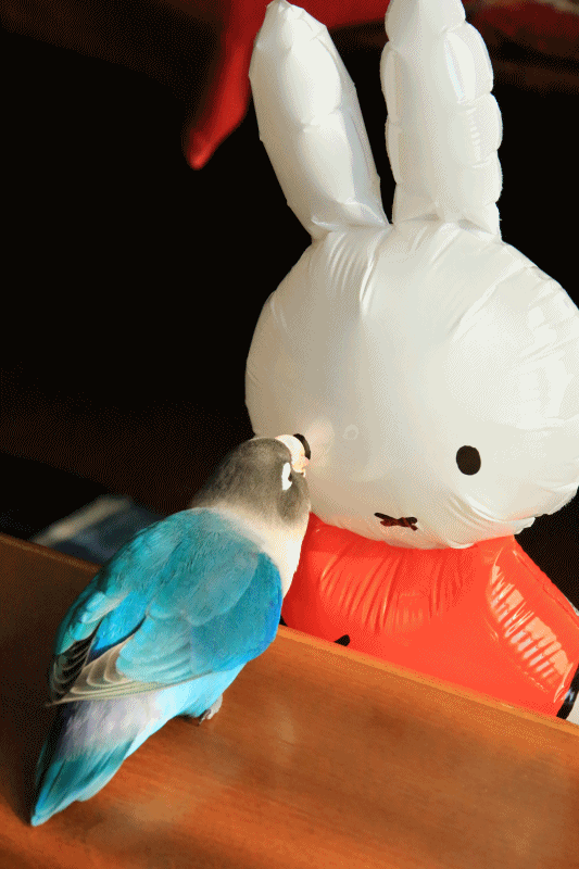 c0145250_09264640.gif