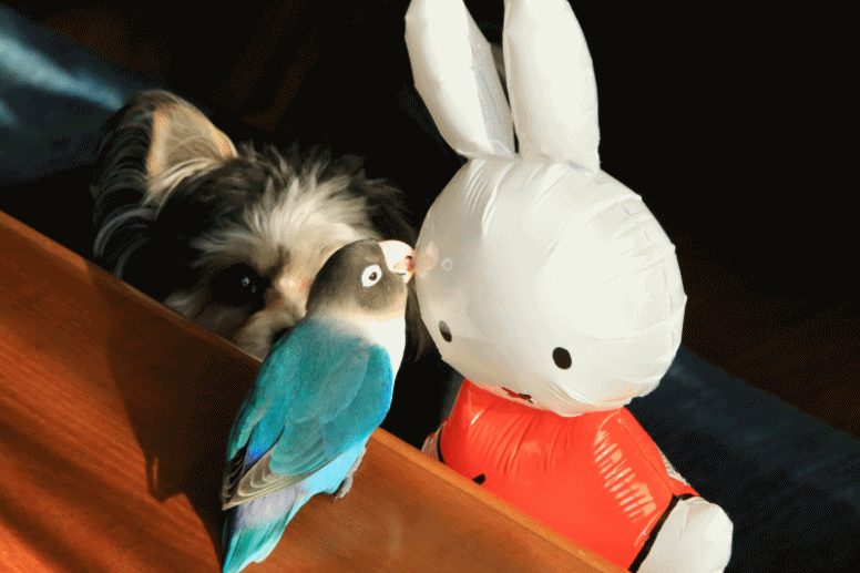 c0145250_09265884.gif