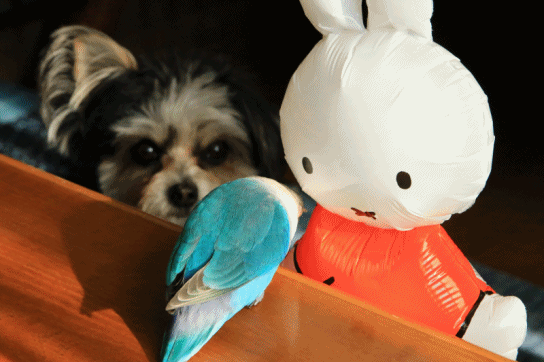c0145250_09270567.gif