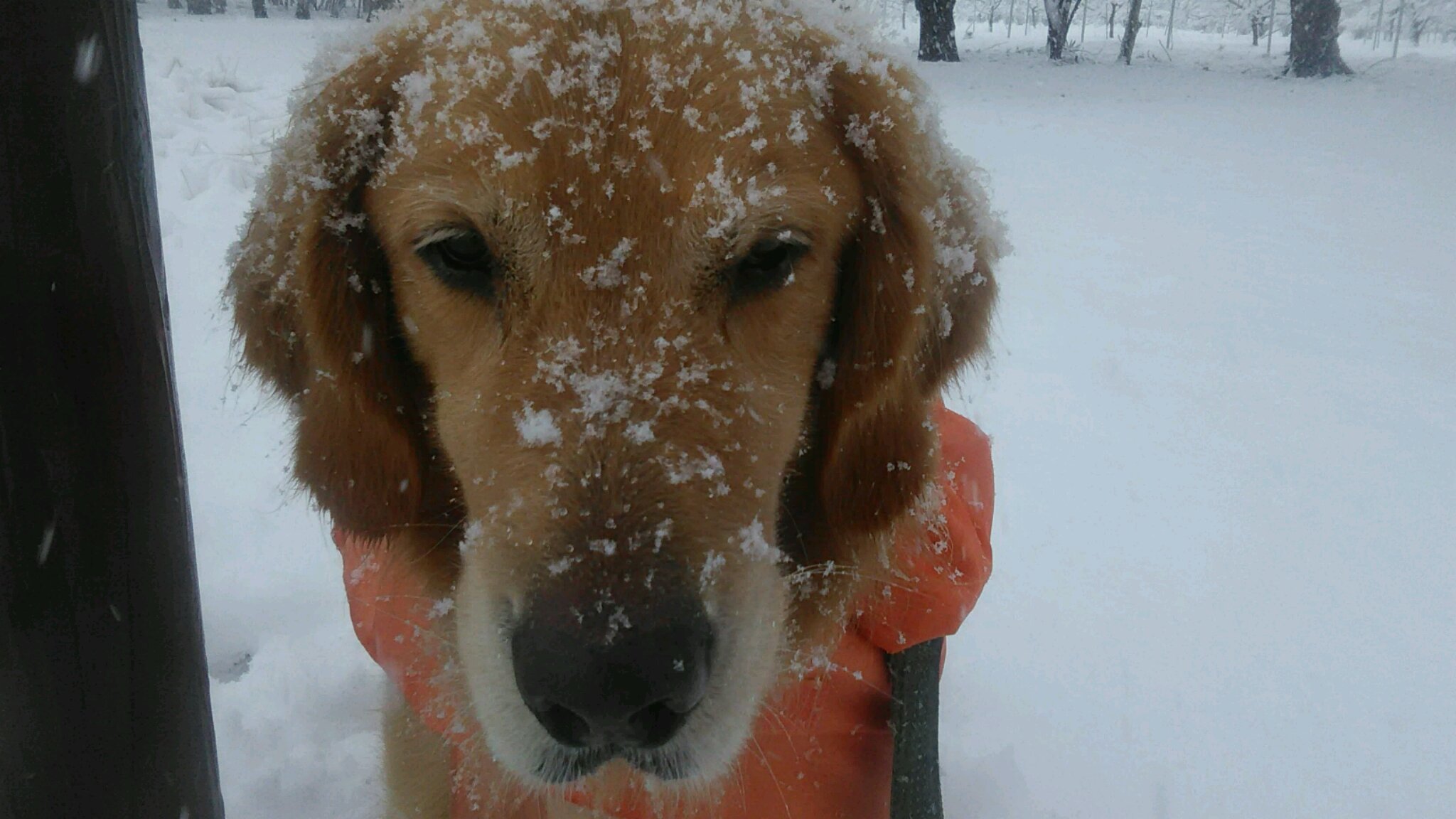 雪の日のお散歩_b0077451_17424583.jpg