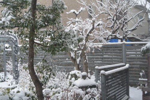 関東に大雪が_b0115553_16392102.jpg