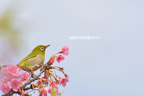 桜 見頃を過ぎました_d0251161_08455732.jpg