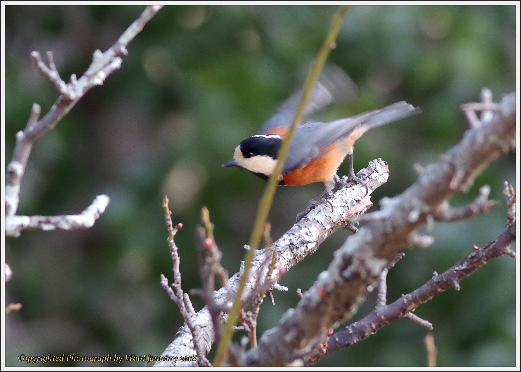 『梅とシジュウカラ』 梅の木のヤマガラとシジュウカラ : 野鳥の素顔 ＜野鳥と日々の出来事＞