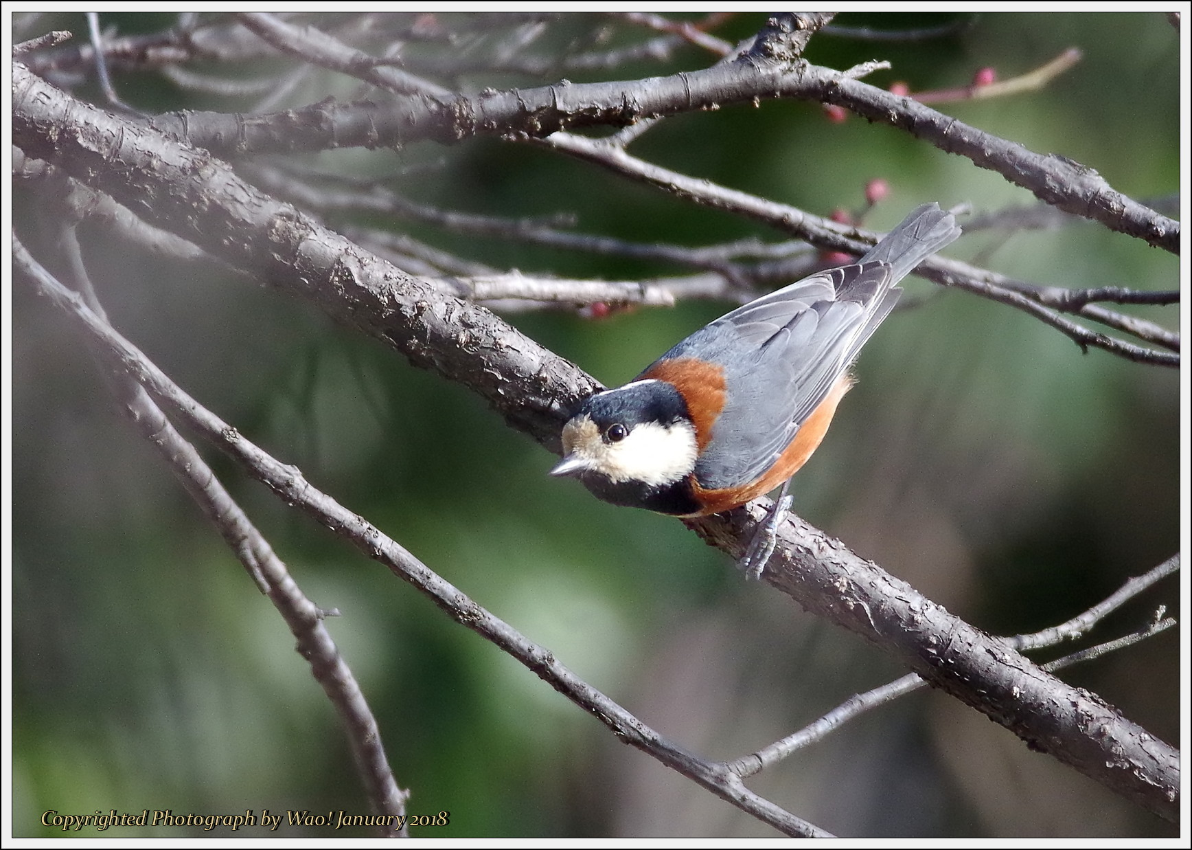 梅の木のヤマガラとシジュウカラ : 野鳥の素顔 ＜野鳥と日々の