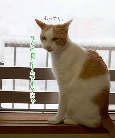 猫と雪_a0119470_21581019.jpg