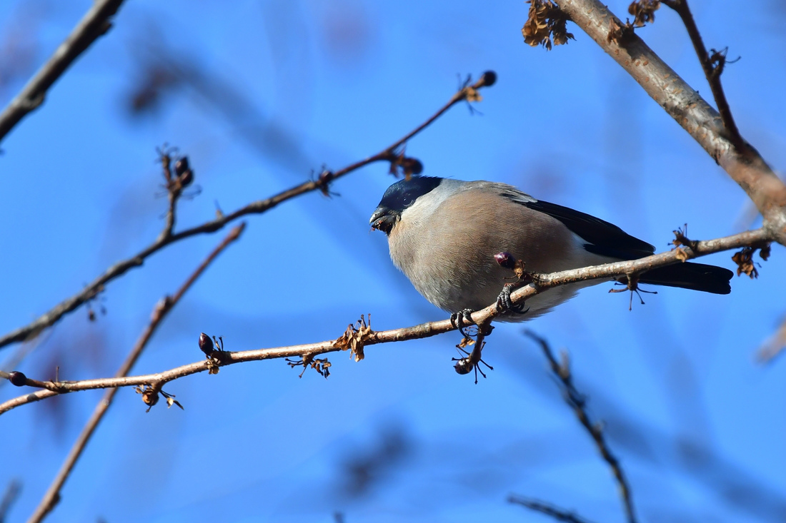 桜の蕾みにアカウソ アトリ ベニマシコ雄_f0053272_11542643.jpg