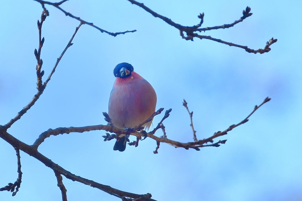 桜の蕾みにアカウソ アトリ ベニマシコ雄_f0053272_12082967.jpg