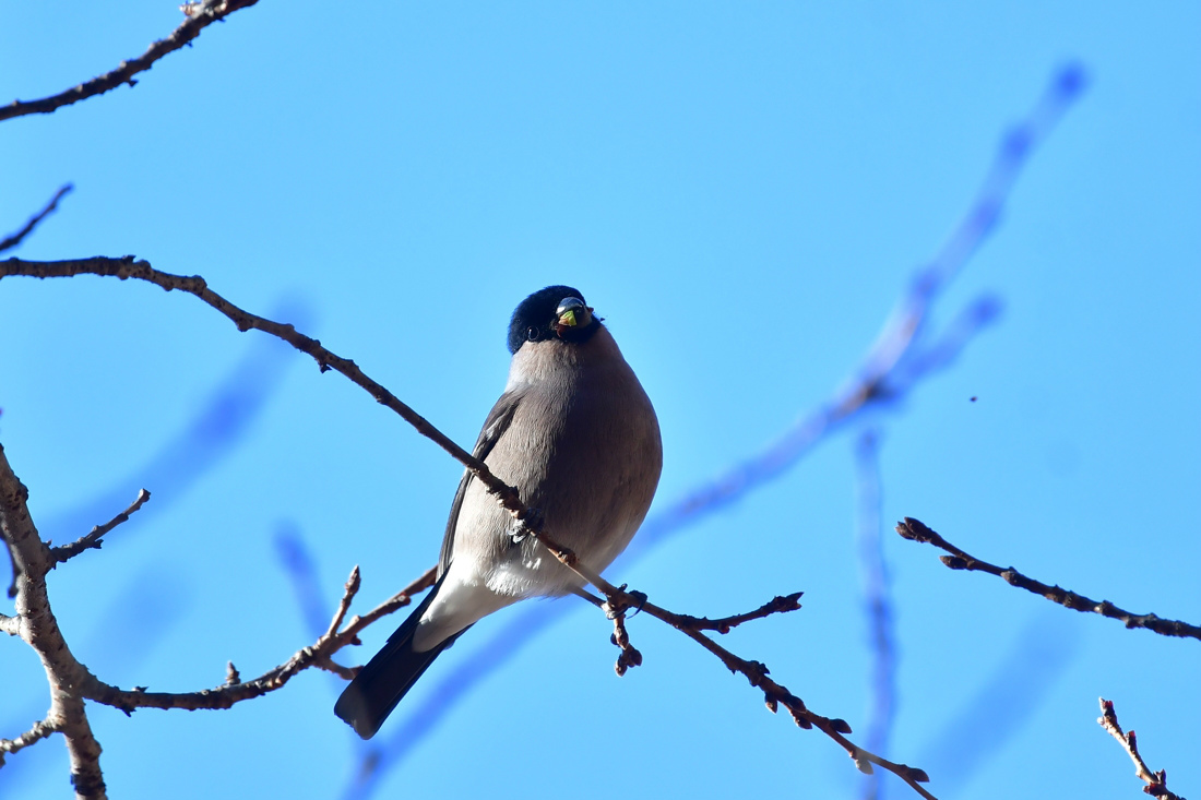 桜の蕾みにアカウソ アトリ ベニマシコ雄_f0053272_12101914.jpg
