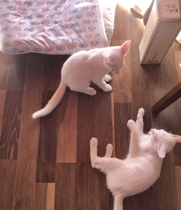f0105276_15153203.jpeg