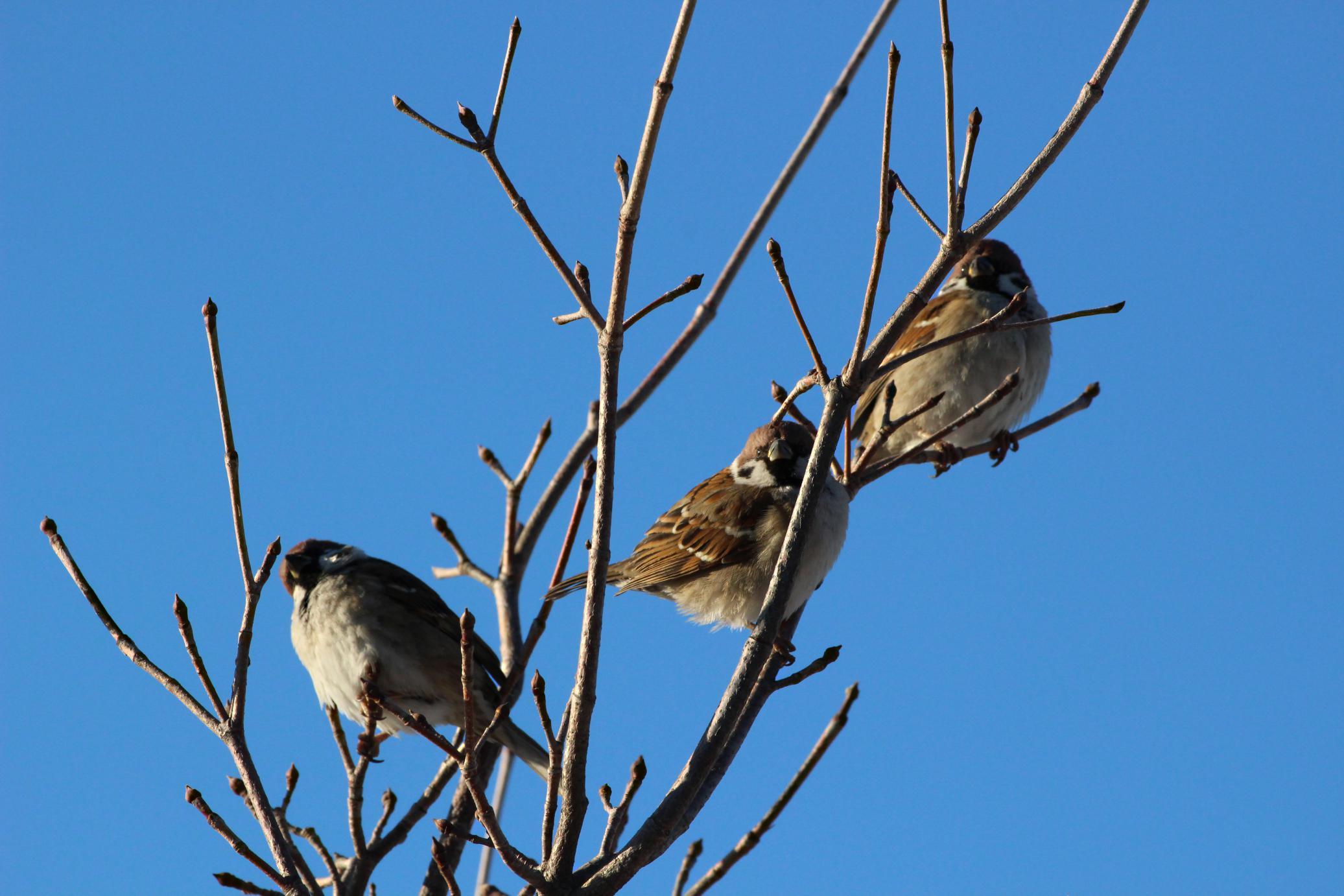 ふくら雀 写真散歩 Photoing In Neighborhood ふくら雀 写真散歩 Photoing In Neighborhood
