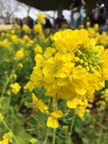 【おうちゴハン】菜の花畑からの菜の花パスタ_f0207881_07232685.jpg